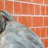 sculptured men listening to a brick wall